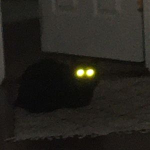 Meet your Posher, Melody